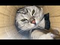 【失敗】遂にねこねこメガトラップの完成か！？
