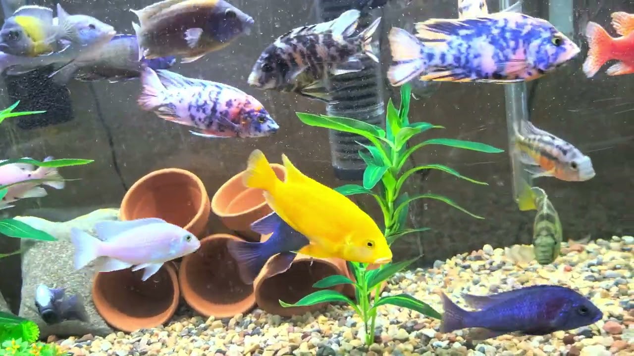 Aerating your aquarium.