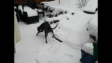 Wimpy Winston Whippet... first time walking in the snow. Beast from the east vs whippet