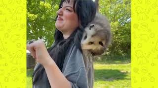 Funny Animals Compilation 2025 Dogs And Cats Funny Videos