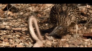 Калифорнийская кукушка- убийца гремучих змей и очень быстрая птица.