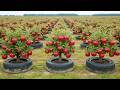 Growing apple trees thrives using these professional techniques!