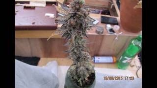 LED GROWN AUTOFLOWER CANNABIS