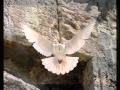 Haim Ben Haim KEREN OR KTANA A Ray Of Light 