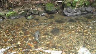 Chum salmon spawning in Still Creek, East Vancouver