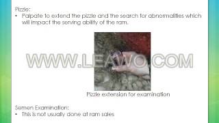 Ram Selection   more than just ASBVs 2014