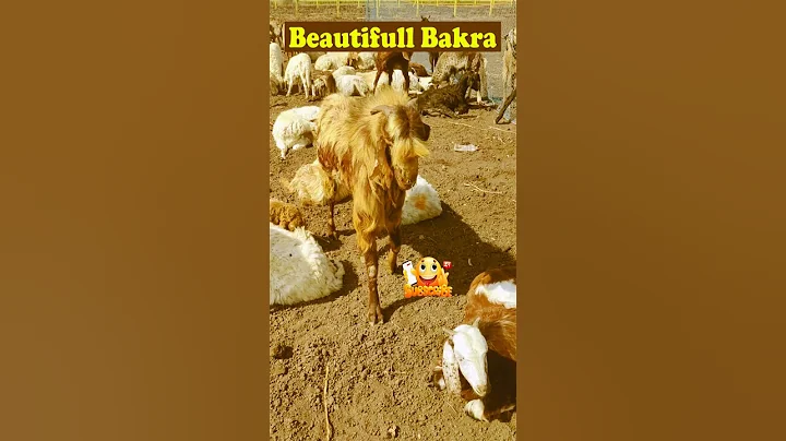 #Beautiful #shorts #Youtubeshorts #Shortsfeed #shortvideo #viralshorts #trending#hiteshavillagelife