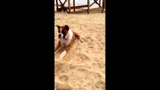 http://www.agriporky.it/reazione-di-un-cane-che-assaggia-uno-spicch...
