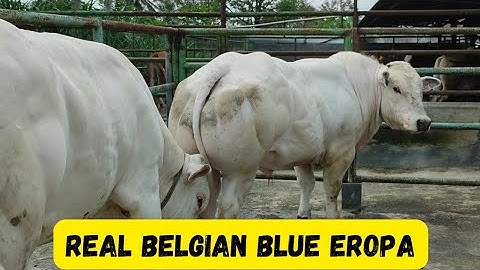 Satu2nya Di Indonesia‼️Monster Belgian Blue Asli Eropa Milik Irfan Hakim Waktu Masih Di Kandang Lama