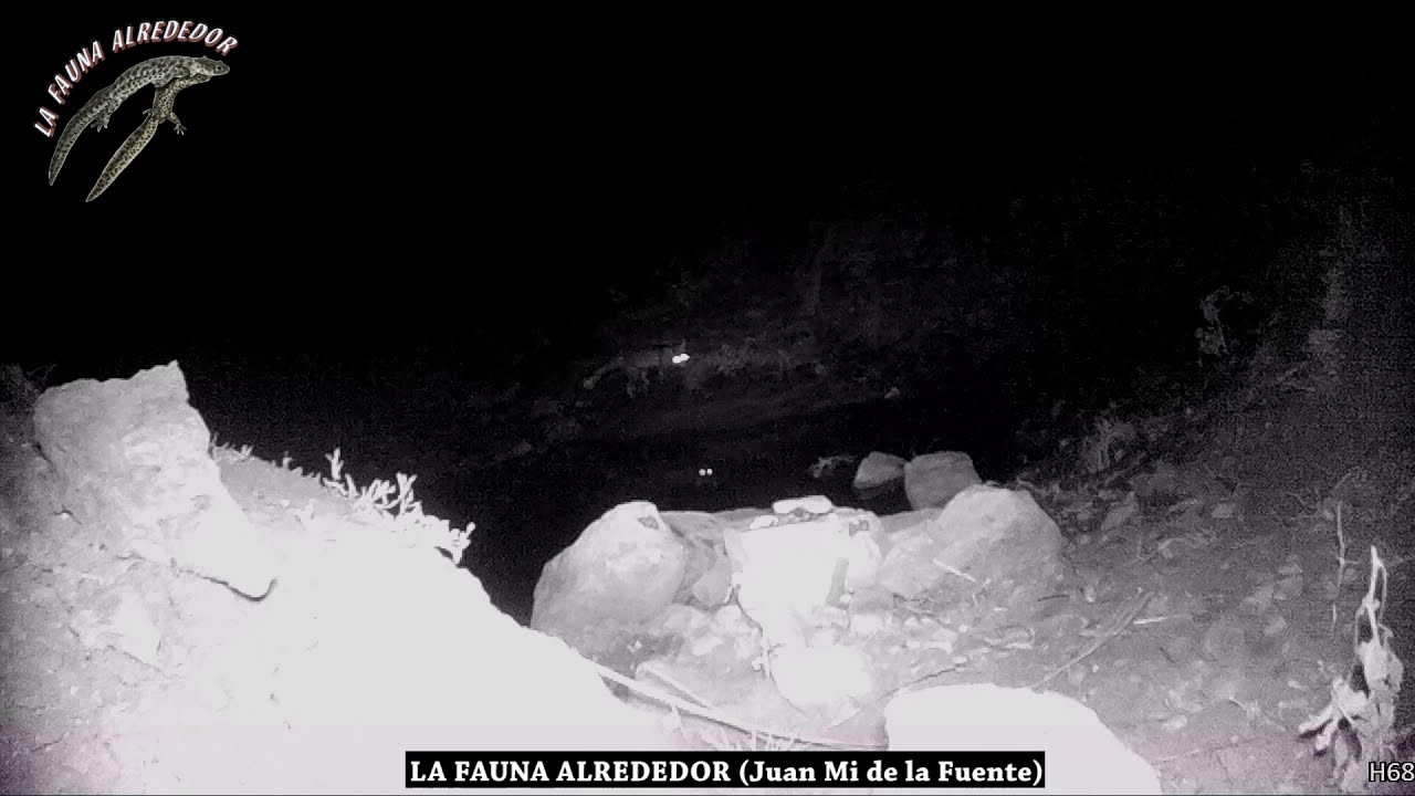 Nutria y zorro en el Parque Natural del Estrecho con Apeman H68
