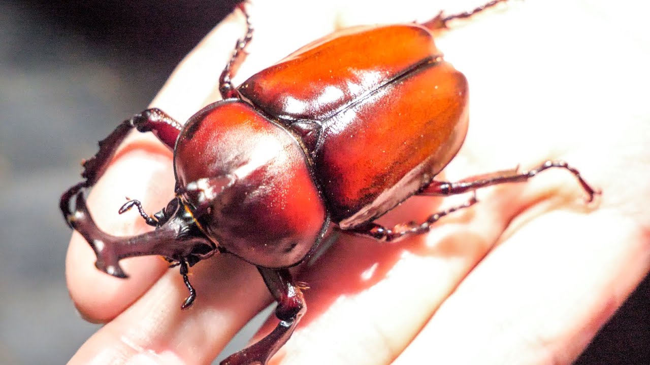普通のカブトムシを掘り出したら赤かった件 - YouTube