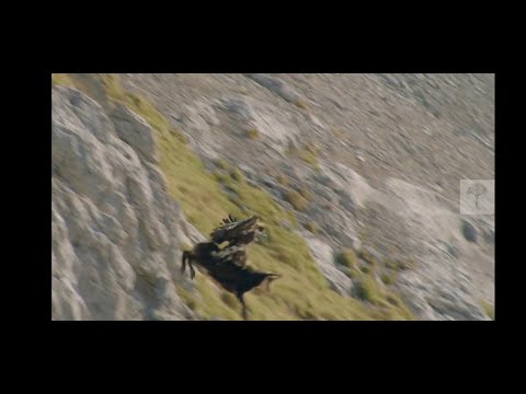 Golden Eagle attack on mountain Goat || eagle Attck || Goat || mountain Goat