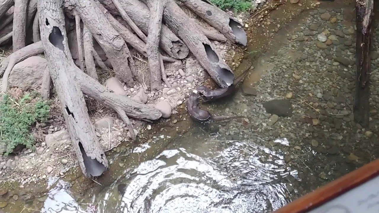 Otters at the Bronx Zoo New York City