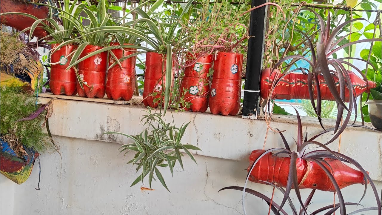 Plants that can grow in the bottle # bottle planter # bottle plants#recycling plastic 