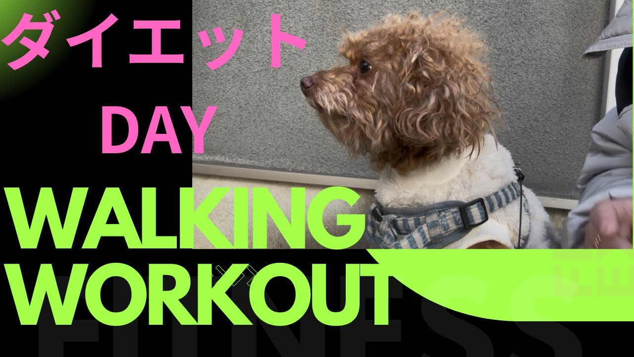 【ダイエット】#ダイエット#トイプードル #犬 #toypoodle 
