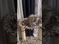 #cat#scotishcat#kitten#persian #cuteanimals #cute