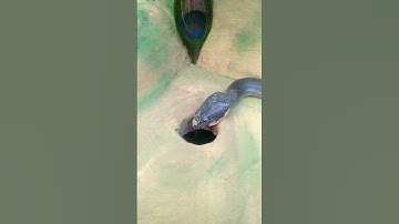 easy snake trap underground hole village house technology . #snake #shorts #animals