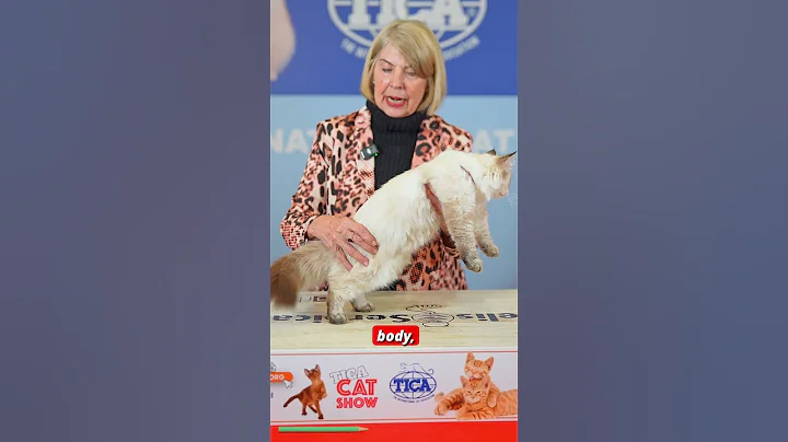 Video 11621701: siberian breed, siberian kitten, cutest siberian