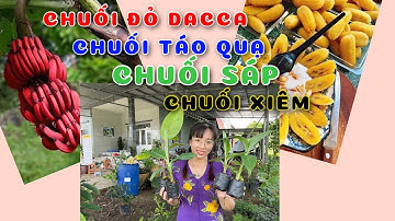 Cây Chuối đỏ Đacca | Chuối sáp | Chuối xiêm | Chuối táo quạ | 0386569374 - Ngọc Ngân Bến Tre