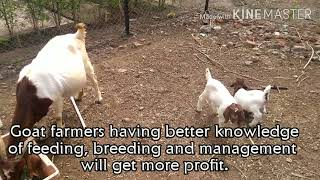 Weight Gaining Machine:- African Boer Goat