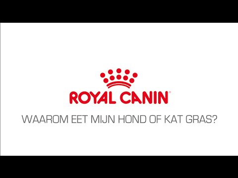 Video: Rent A Dream Home ontworpen met grote honden in het achterhoofd