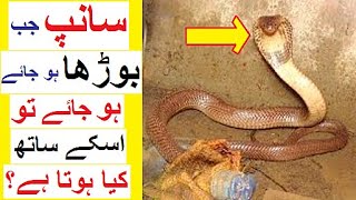 Saanp Boorha ho jae tu Kya hota hai - Life of Snakes