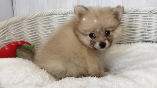 ポメラニアン♀2607D0570 - YouTube