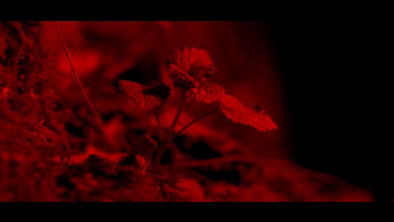 Watch FROM KID - World On Fire (official Video) on YouTube Watch FROM KID - World On Fire (official Video) on YouTube