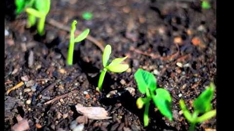 Compost Sack Features.m4v