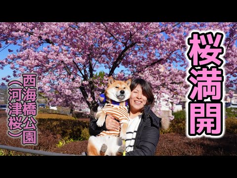 春さきどりのウキウキ散歩を楽しむ柴犬てぃーだ