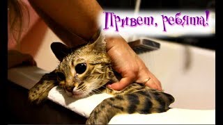 Привет ребята! Девочки купают кота! Привет ребята! Девочки купают кота!