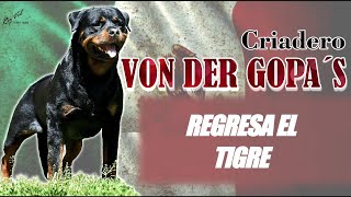 ROTTWEILER MEXICO by TOP SHOW CANINO 2,210 views 1 month ago 8 minutes, 56 seconds