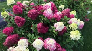 видео: Хорошие сорта, рекомендую для начинающих выращивать метельчатые гортензии. картинка: Хорошие сорта, рекомендую для начинающих выращивать метельчатые гортензии.