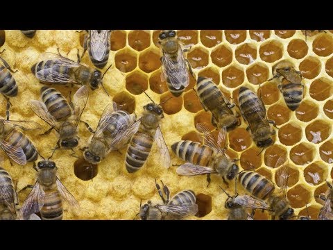 Video: V ktorom mesiaci včely medonosné znášajú vajíčka?