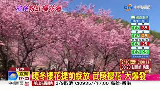 徜徉粉紅夢幻櫻花海! 武陵櫻花提前盛開 中視新聞20190209