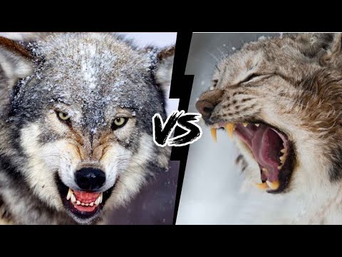 Vídeo: Quem é mais forte - um lobo ou um lince? Fatos interessantes sobre linces e lobos