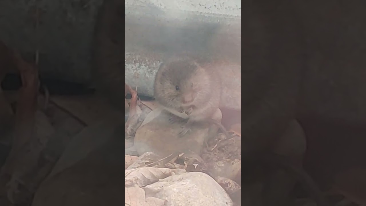 Woodland Vole or Pine Vole (Microtus pinetorum)