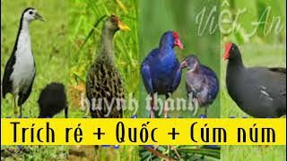 Tiếng trích ré kết hợp Quốc, Cúm núm cực hay | tiếng chim đêm chuẩn bật là ăn chim