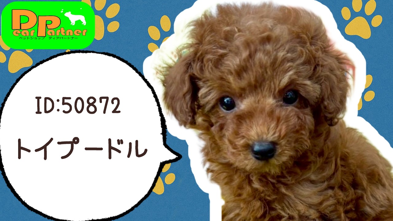 ID:50872　トイプードル♀