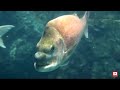 SNAPPER DOWN UNDER - The original movie - Part 1 of 4