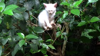 Kitten sleeping on a plant. Waking up and sleeping again. by GBC Cats 419 views 6 months ago 1 minute, 10 seconds