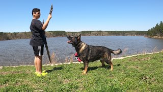 Are working line German Shepherd Good for First time dog owners????