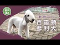 百靈頓爹利犬似羊多過似狗 源於英國同名小鎮 不易掉毛養耐咗會變色？ #動物蘋台 #動物百科─果籽 香港 Apple Daily─原刊日期：20210314