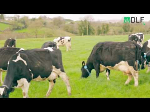 More Milk with DLF Grass Partner - David Hunter Co. Tyrone