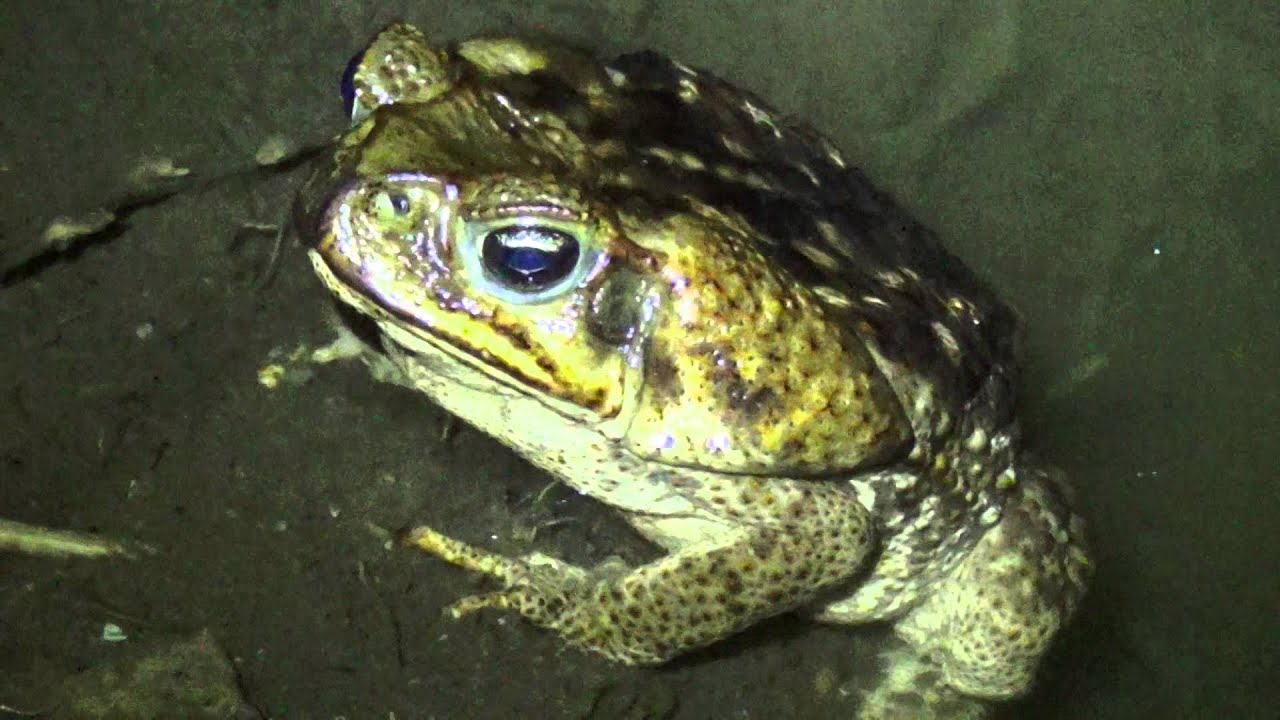 Rhinella marina (Cane toad)