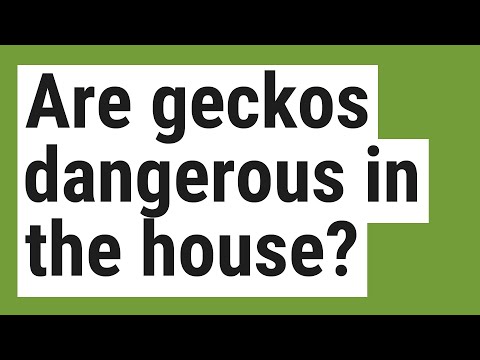 Are geckos dangerous in the house?