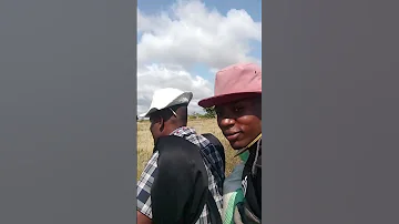 Nyati Mnyama Na Limbu Luchagula Kazi Ipo 