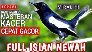 🔴Viral⁉️ - masteran Kacer gacor full ISIAN MEWAH - PANCINGAN KACER BIAR CEPAT GACOR ‼️