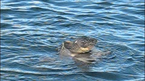 Huge Snapping turtles in the middle of the lake (mating?)part 2.AVI