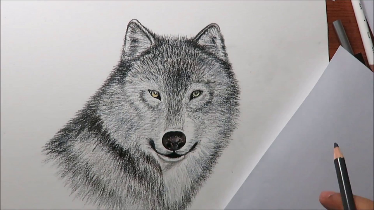 كيفية رسم ذئب بالألوان الخشبية - YouTube